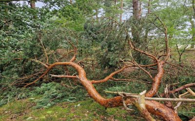 De natuur als hulpbron